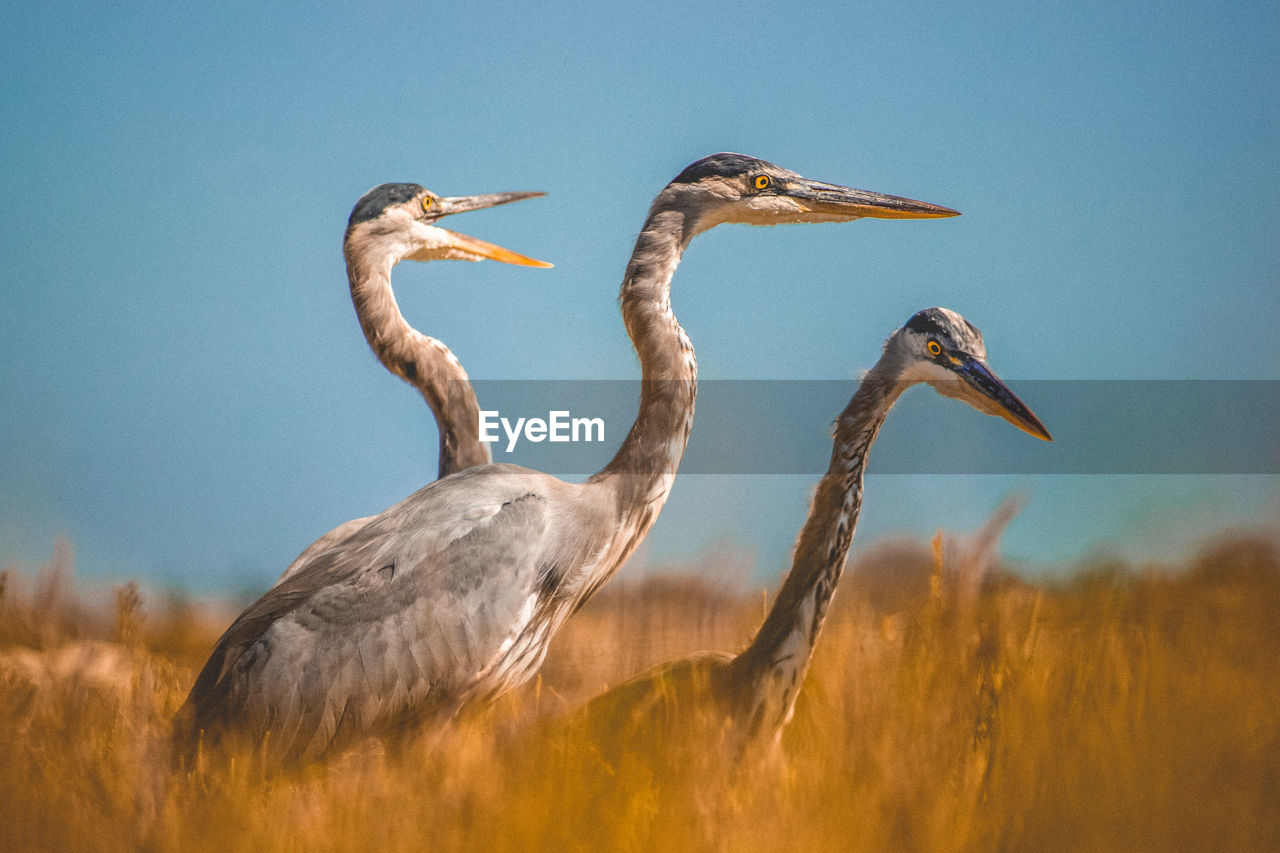 Gray herons on field against sky