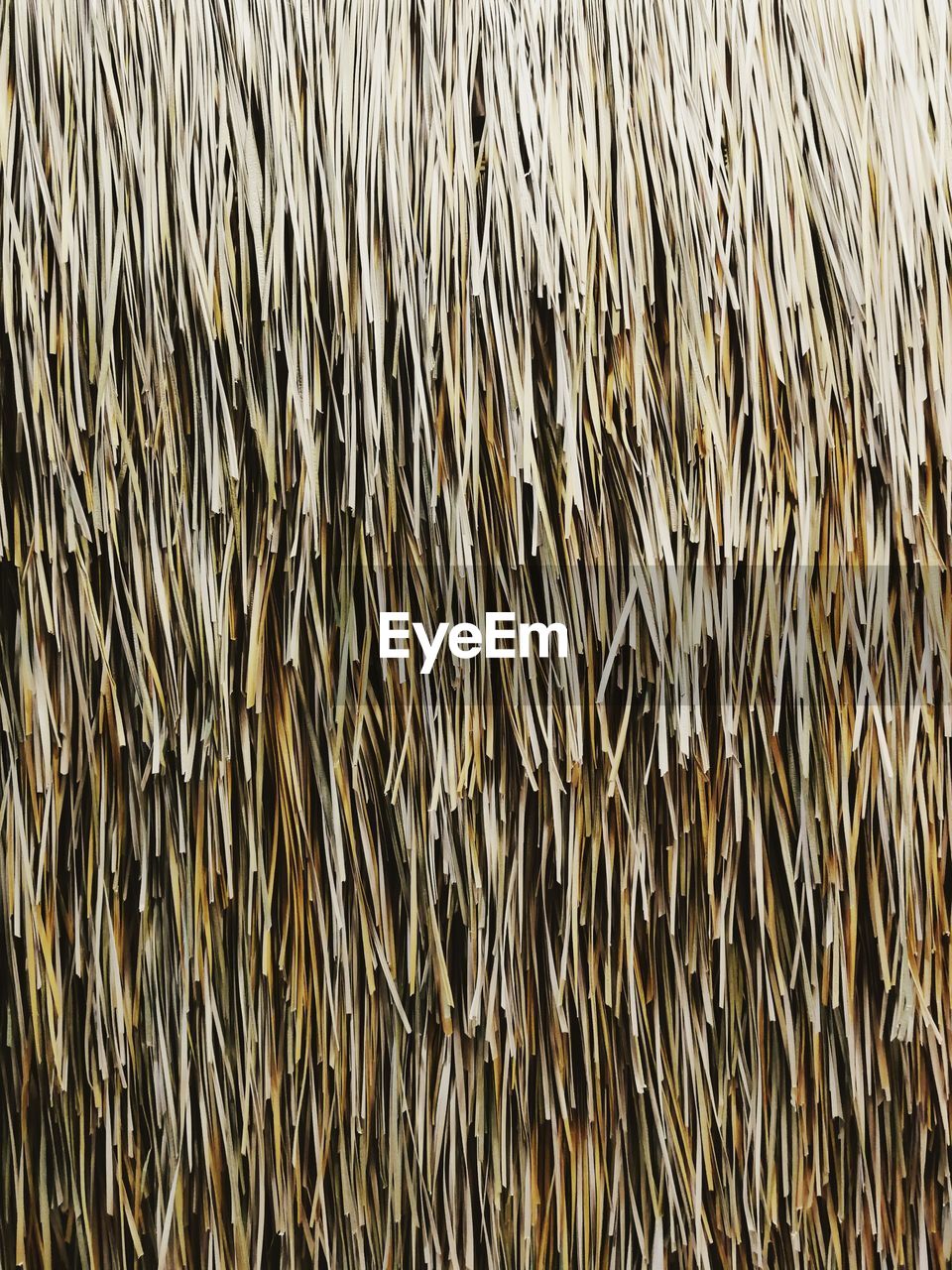 FULL FRAME SHOT OF DRY PLANTS ON ROOF