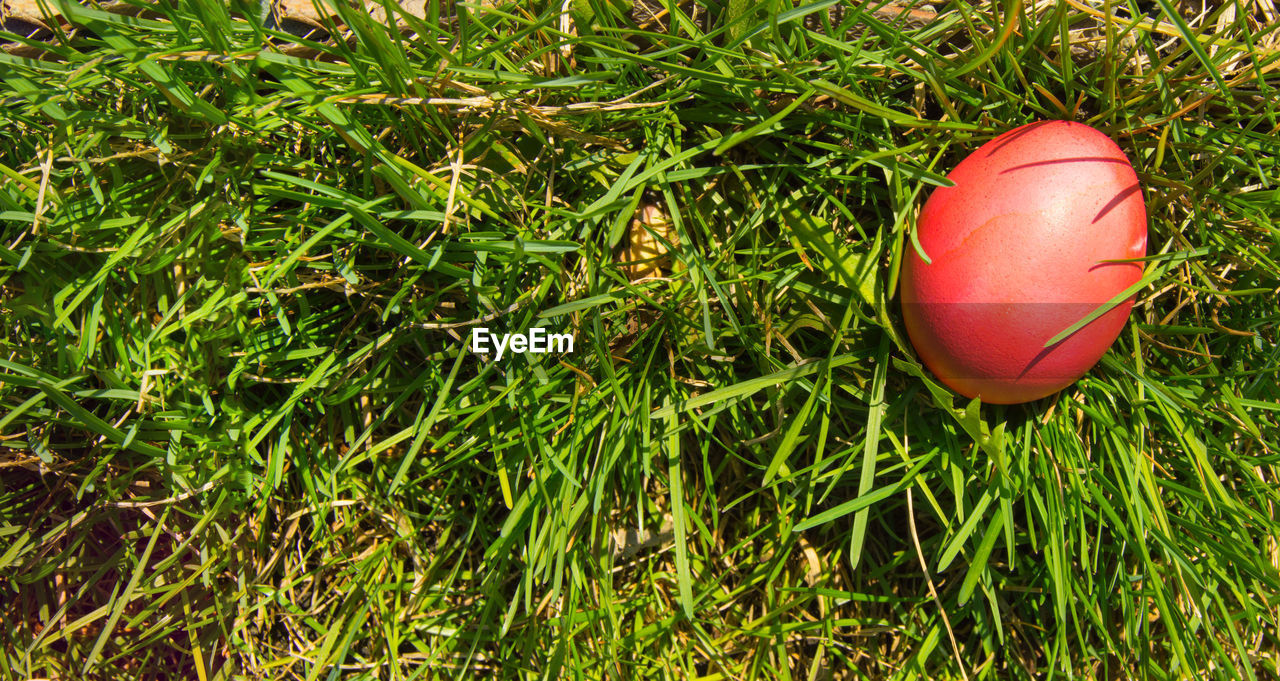 High angle view of snail on grassy field