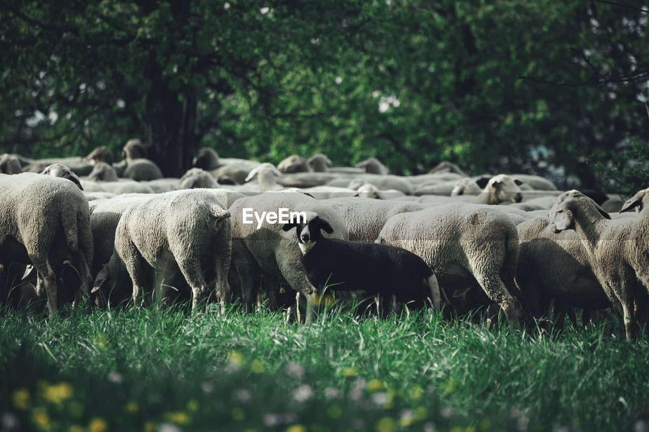 SHEEP IN FARM