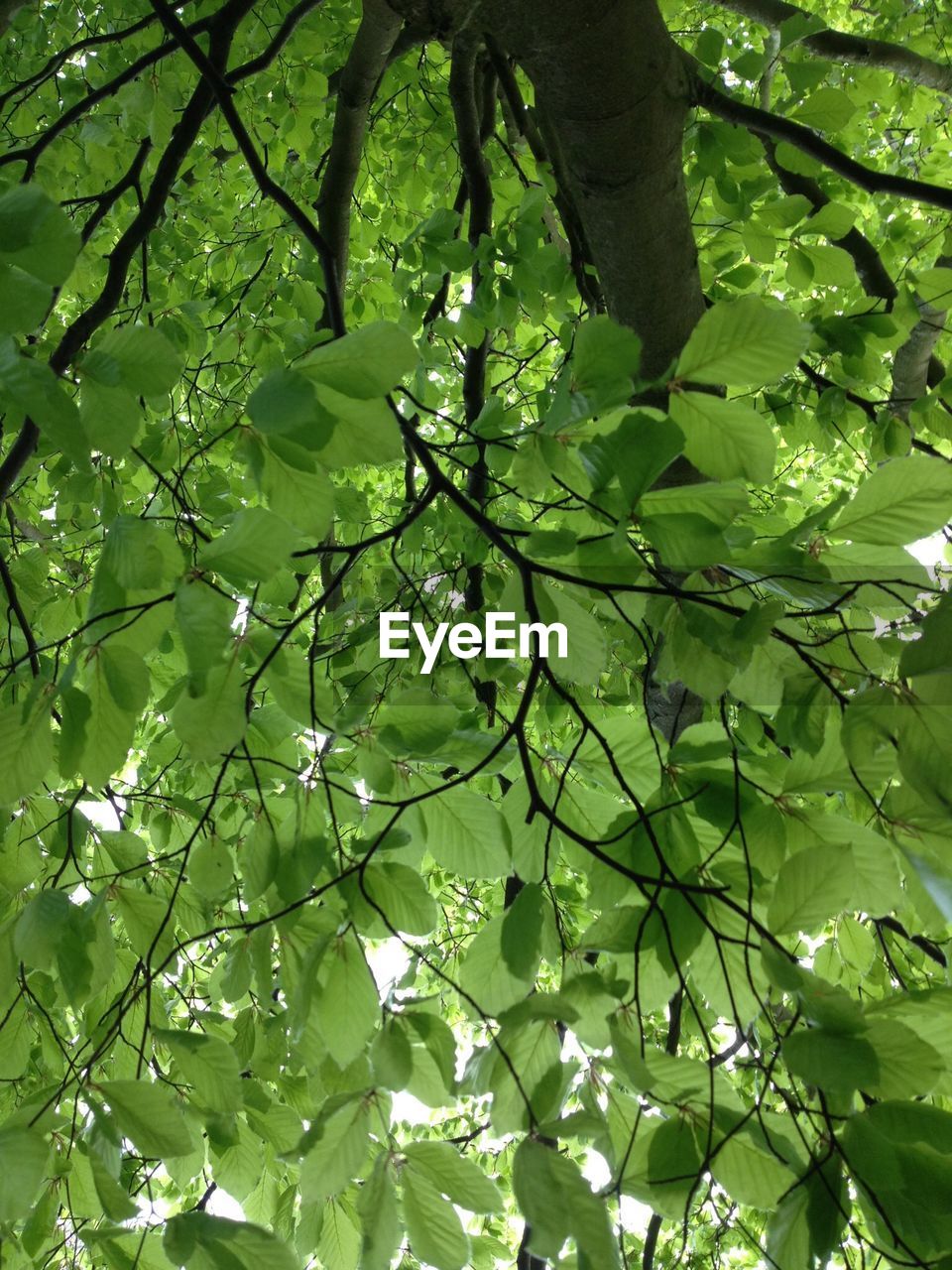 Low angle view of tree leaves