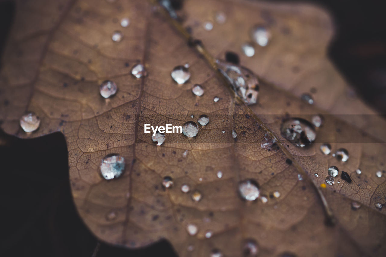 CLOSE-UP OF WATER DROPS ON LEAVES