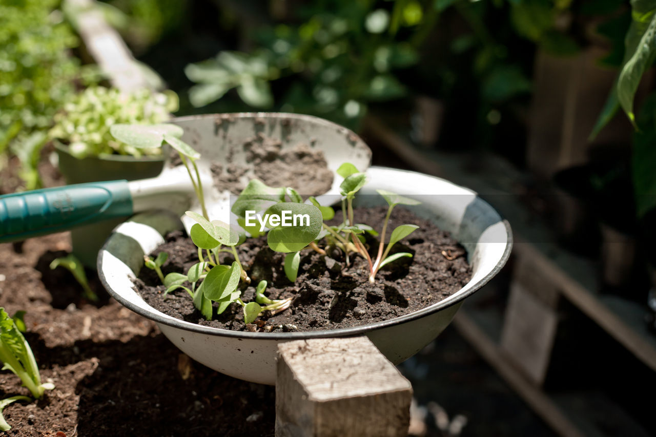 CLOSE-UP OF POTTED PLANT