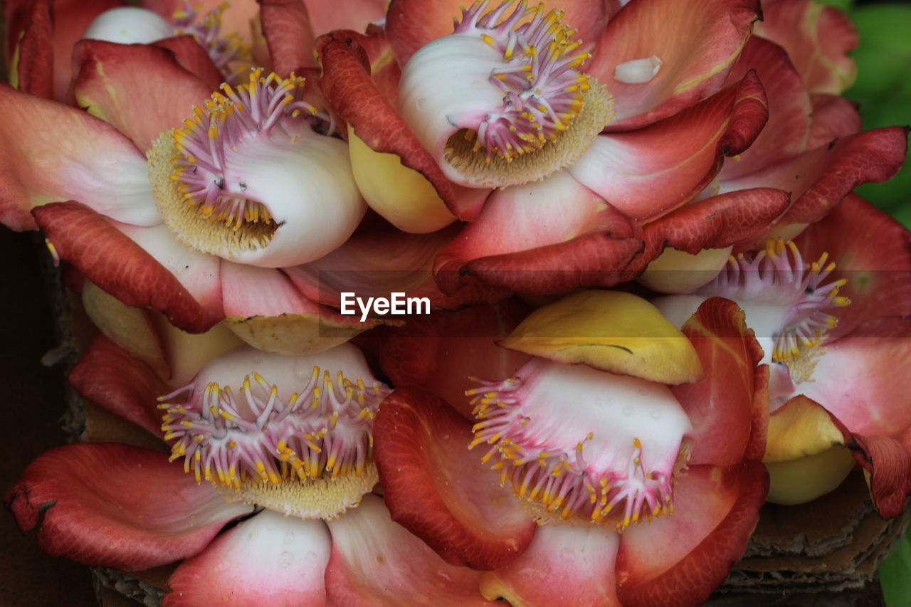 Close-up of flowers