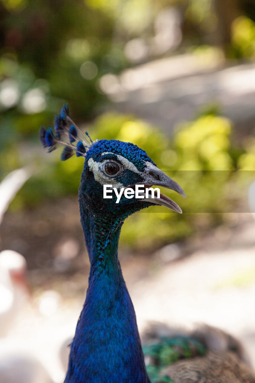 Blue and green peacock or indian peafowl is also called pavo cristatus in a garden 