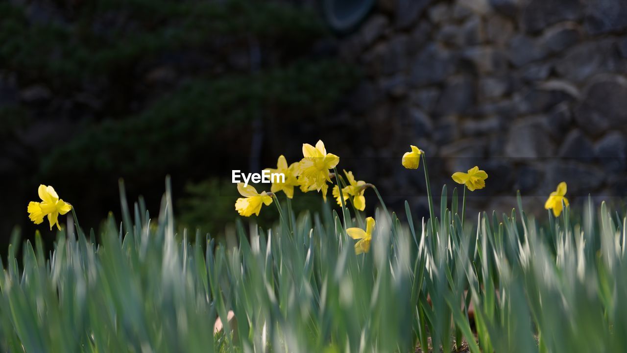 Close-up of yellow flowering plant on field