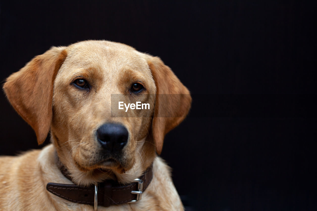 CLOSE-UP PORTRAIT OF DOG AGAINST BLACK BACKGROUND