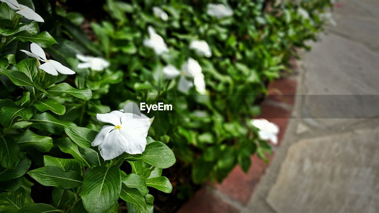 High angle view of white periwinkle flowers