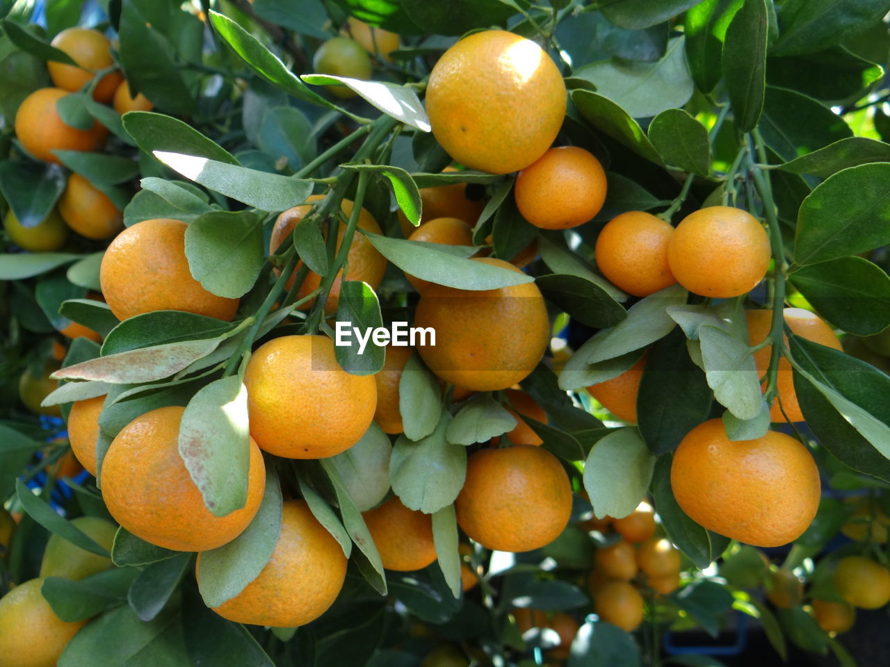 High angle view of oranges growing on tree