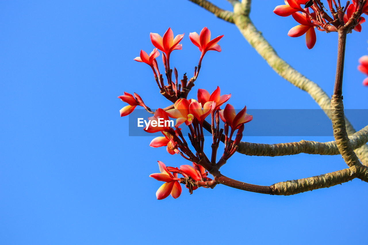 Low angle view of flowering plant against clear blue sky