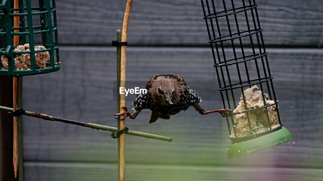 CLOSE-UP OF BIRD PERCHING ON METAL IN CAGE