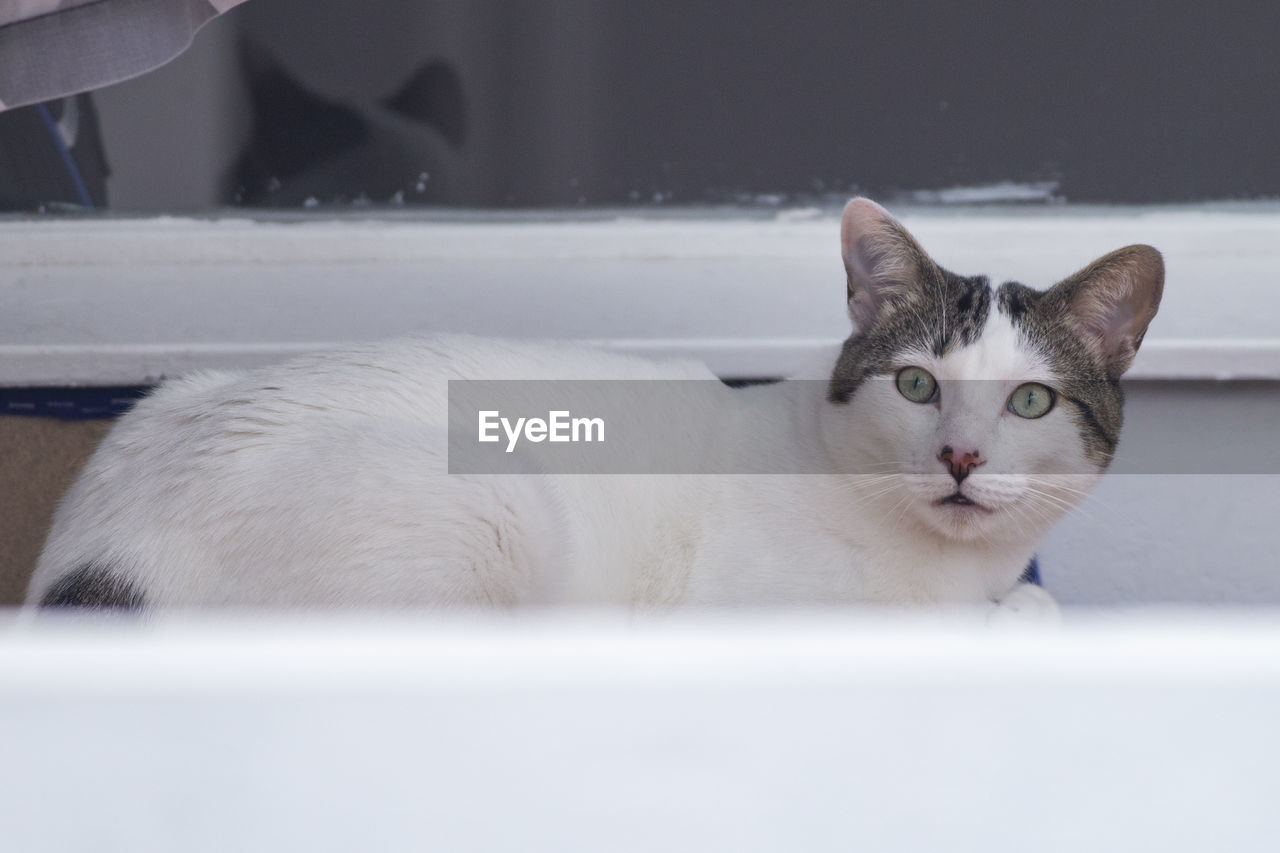 CLOSE-UP PORTRAIT OF CAT BY WHITE WALL