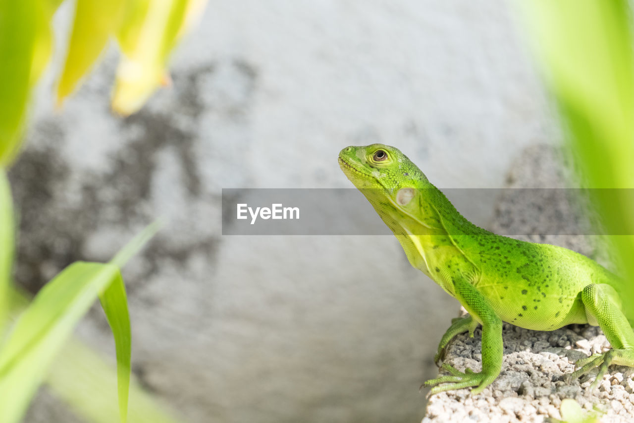 Close-up of green lizard on rock