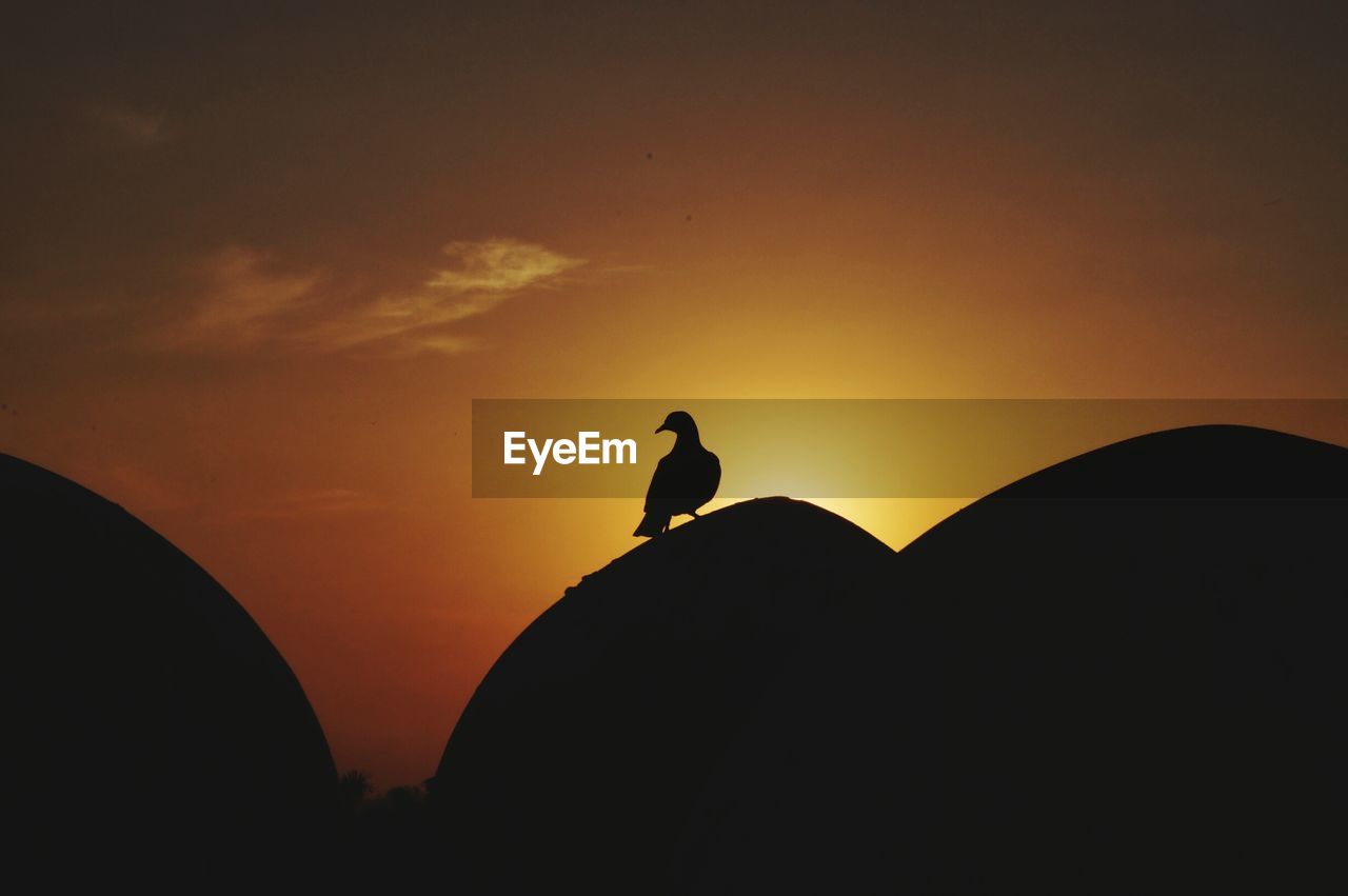 Silhouette of bird perching on rock