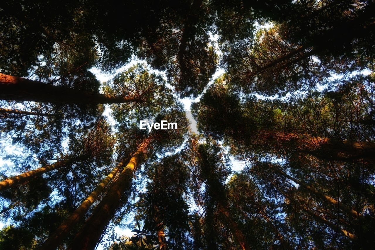 Low angle view of trees against sky at night