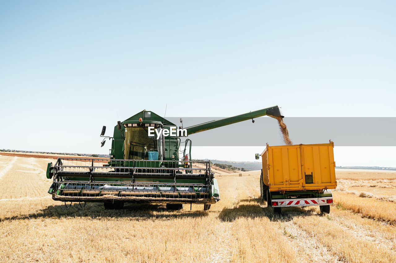 Huge combine harvester collecting and pouring wheat grain in trailer placed on farm in summer