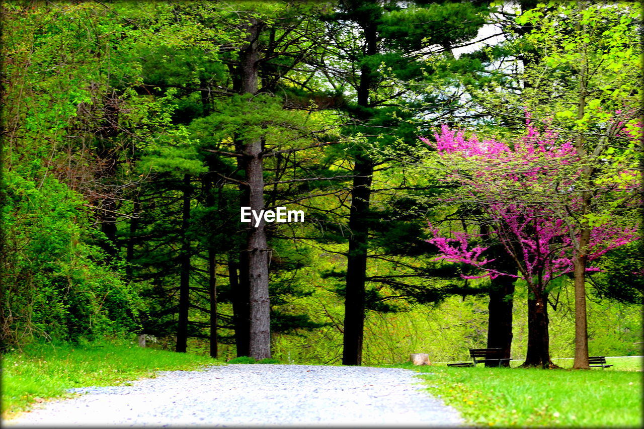 TREES IN PARK