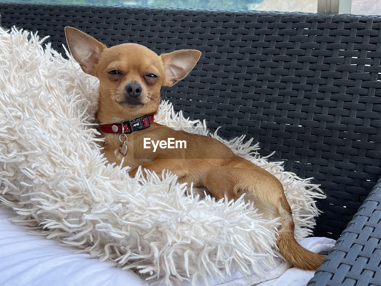 PORTRAIT OF DOG SITTING ON FLOOR