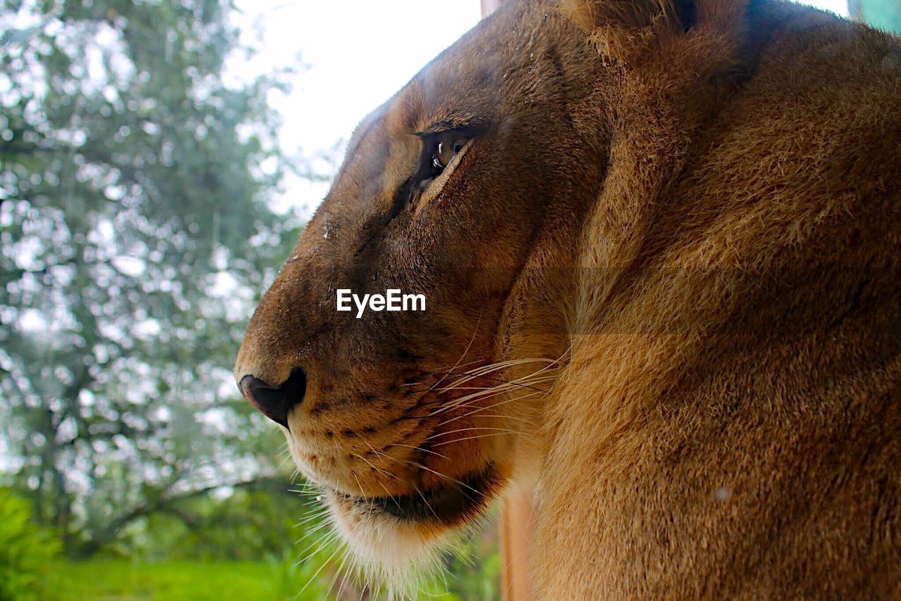 Close-up of lioness looking away