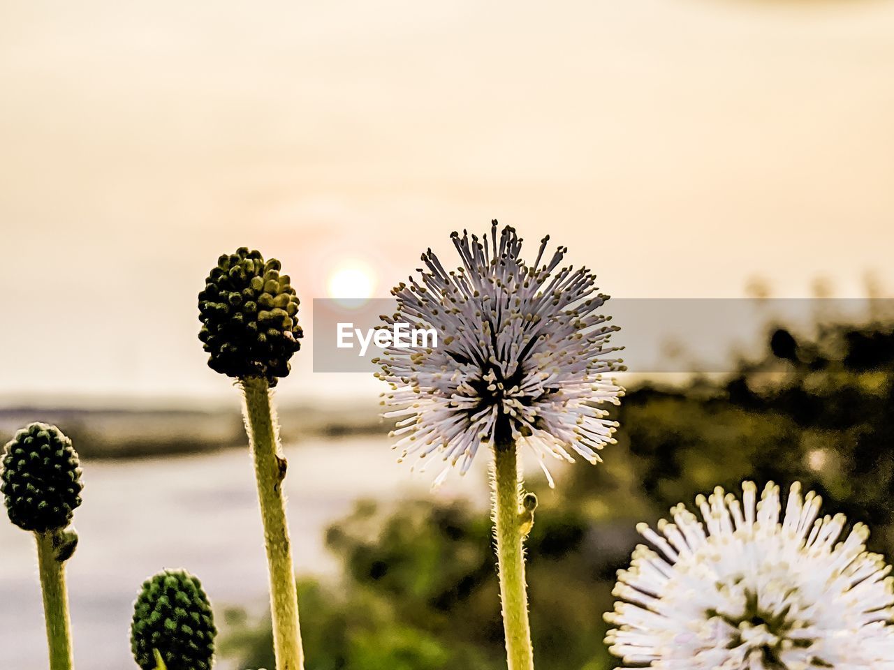flower, plant, flowering plant, nature, beauty in nature, freshness, growth, macro photography, flower head, close-up, sky, fragility, focus on foreground, no people, inflorescence, outdoors, yellow, blossom, environment, plant stem, field, botany, day, tranquility, green, springtime, land, landscape, wildflower, sunlight