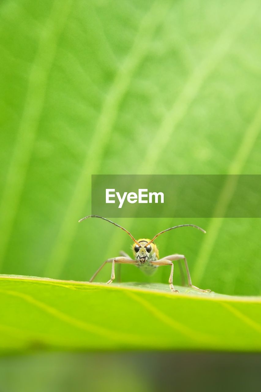 CLOSE-UP OF SPIDER ON PLANT