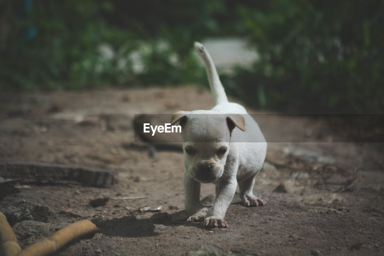 PORTRAIT OF A DOG STANDING ON LAND