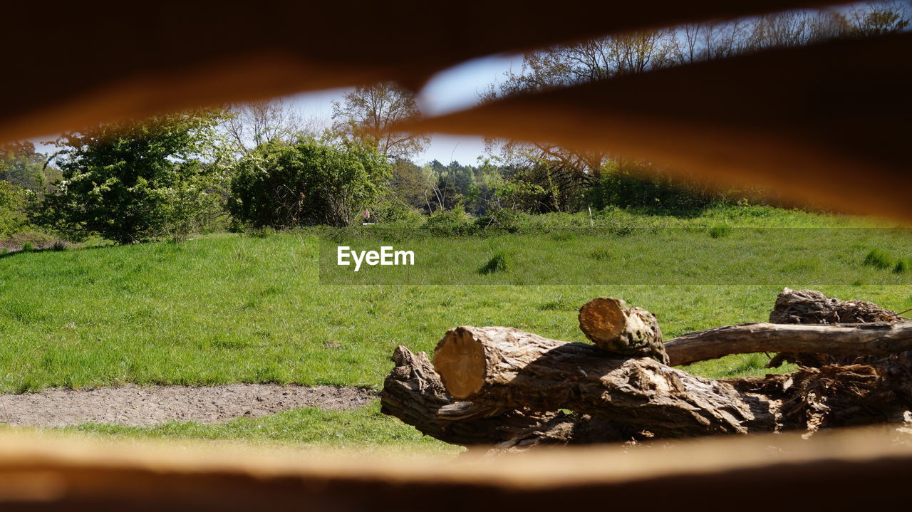 CLOSE-UP OF LOG ON FIELD