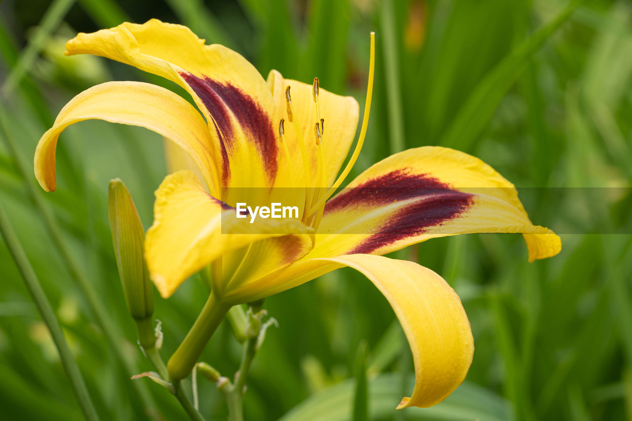 plant, flowering plant, flower, yellow, daylily, beauty in nature, freshness, petal, close-up, fragility, flower head, growth, nature, inflorescence, lily, no people, focus on foreground, botany, springtime, green, outdoors, ornamental garden, vibrant color, macro photography, plant part, leaf, garden, blossom, plant stem