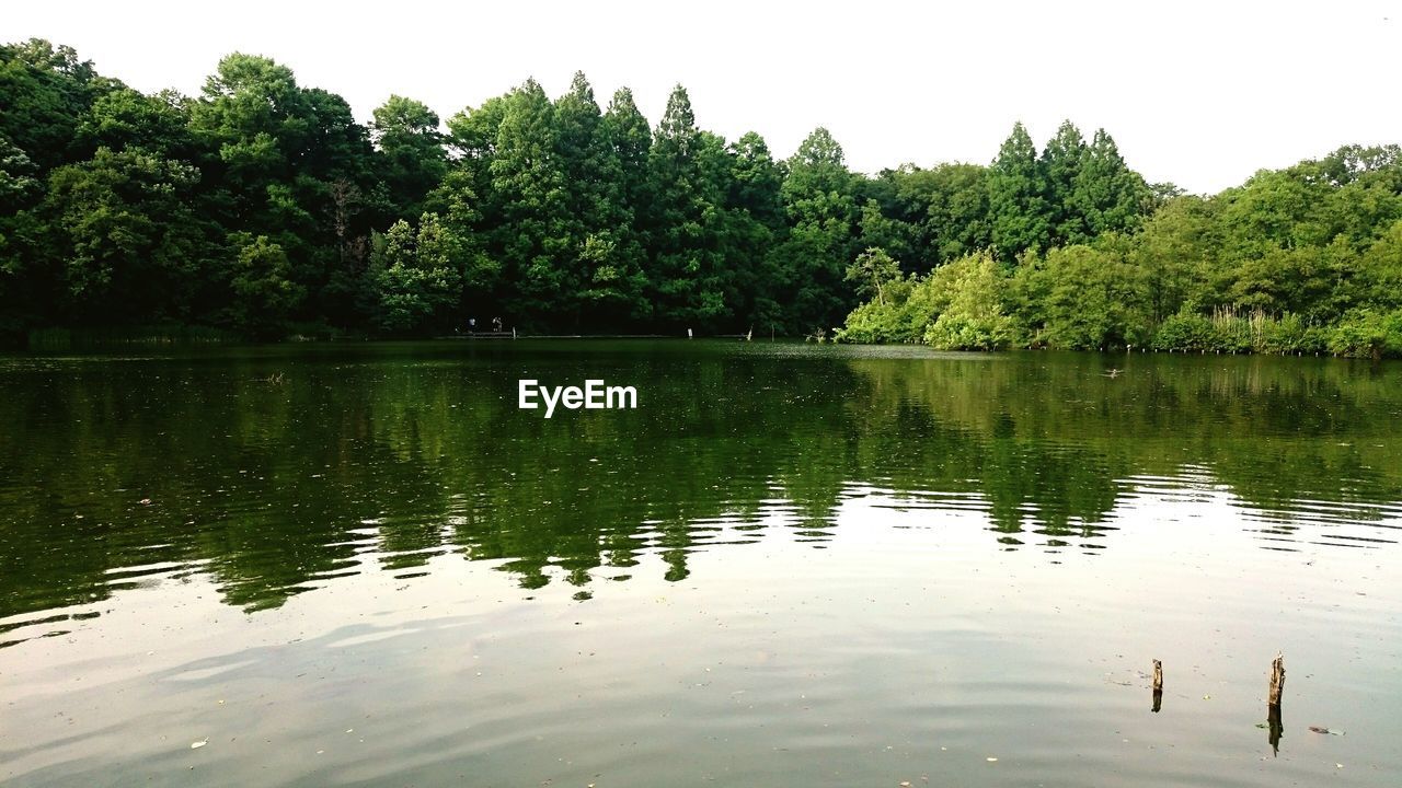 Scenic view of lake by trees against sky