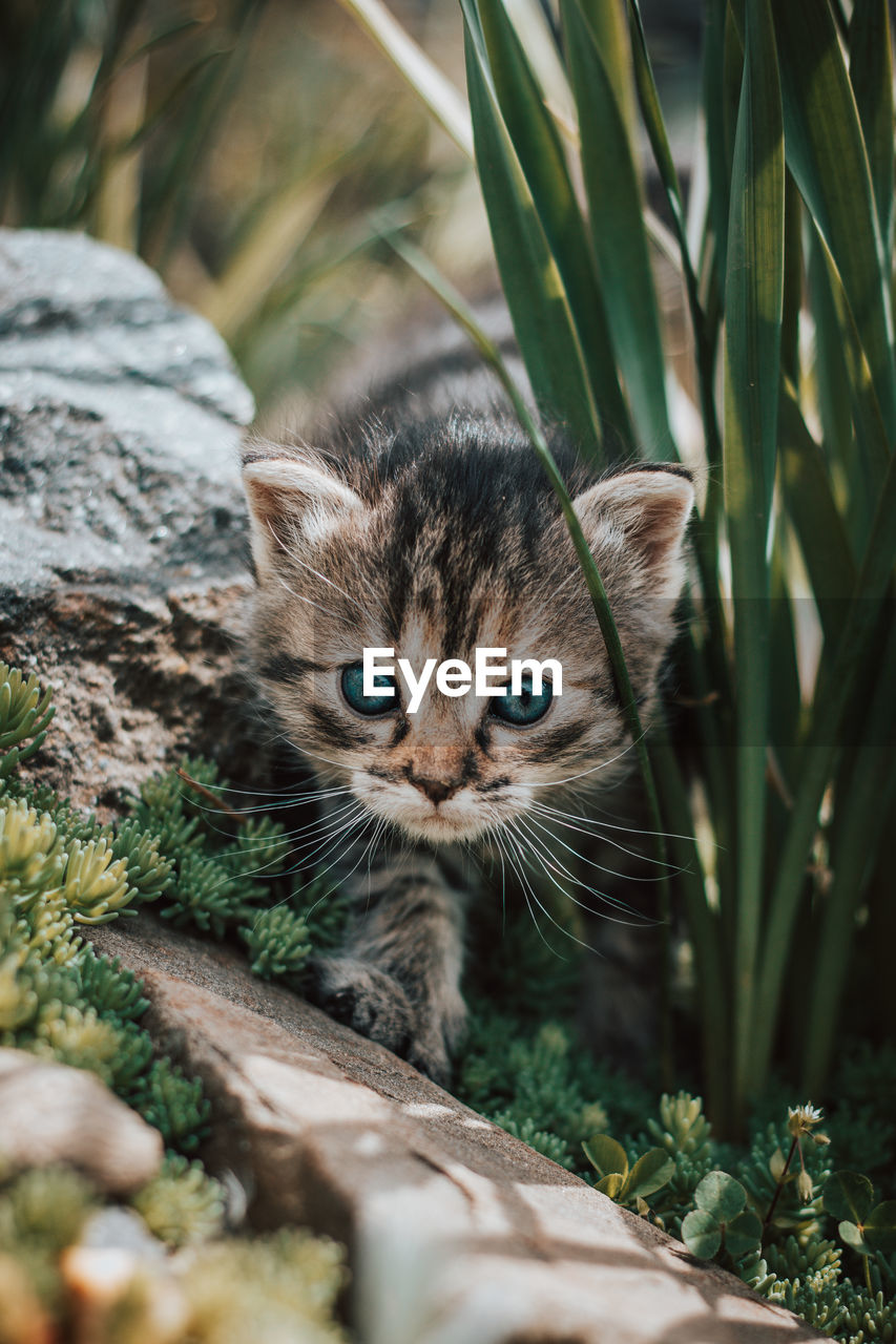 Young explorer with blue eyes, walking around the fence, trying to get to know his new home. 