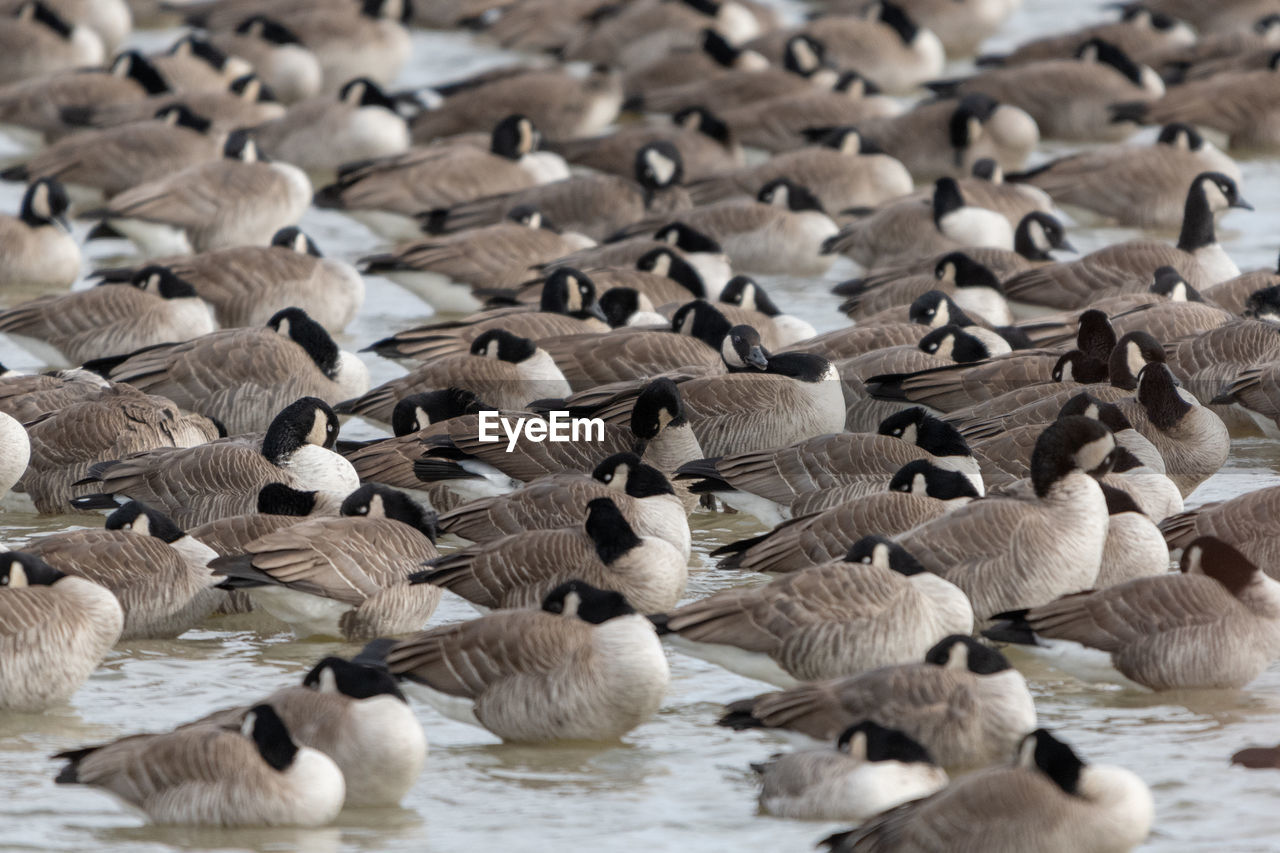 Flock of canada geese floating in shallow water