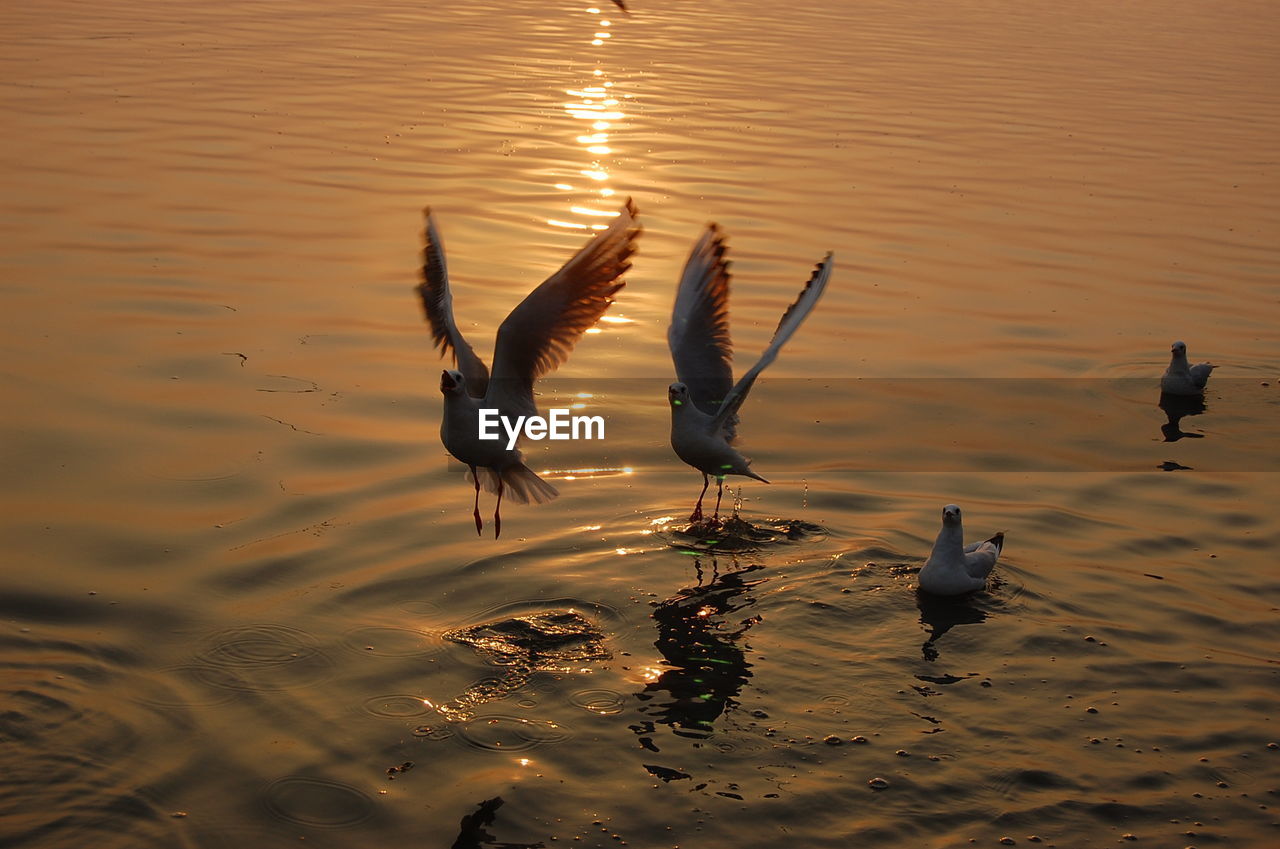 High angle view of birds in lake during sunset