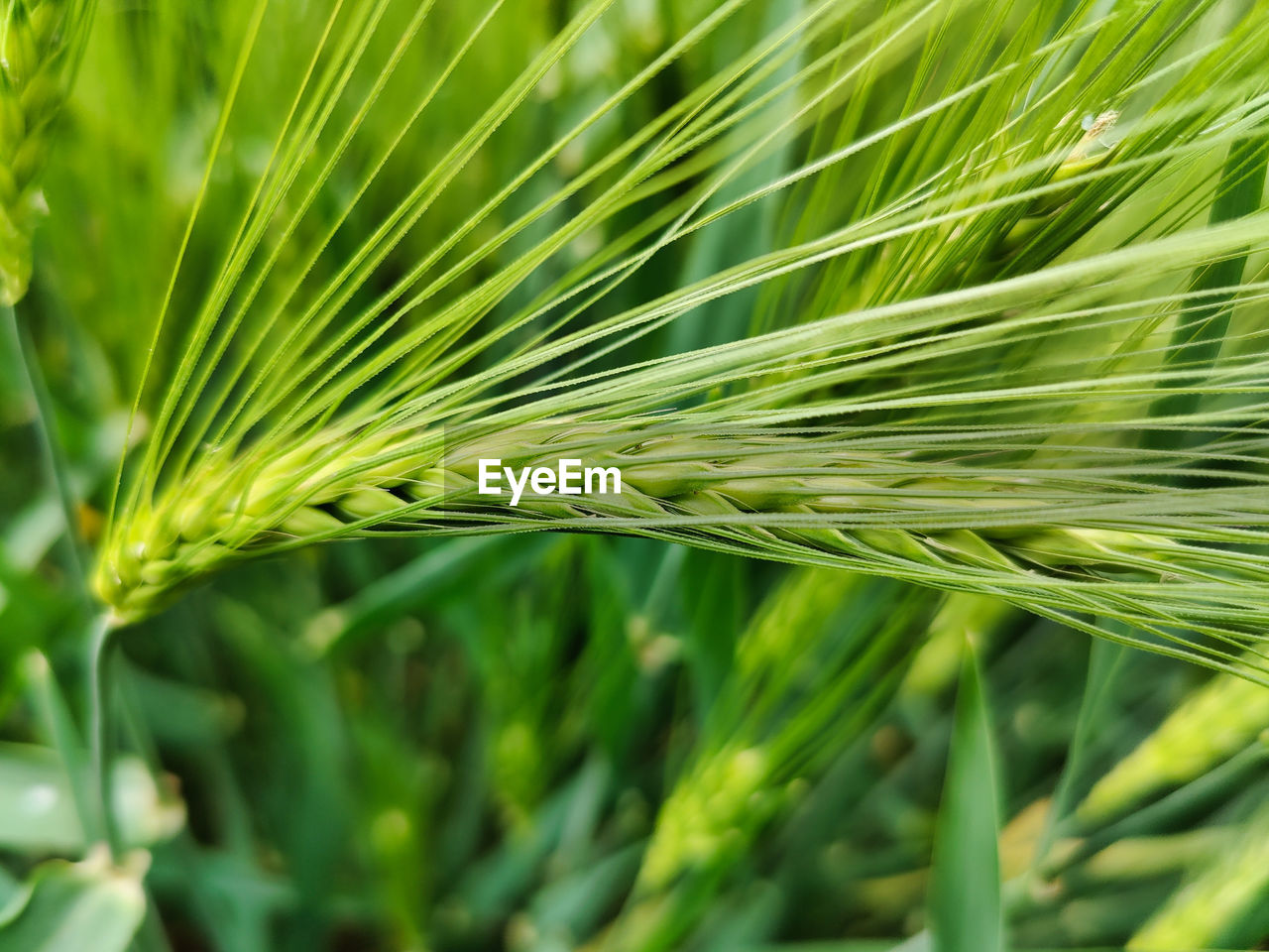 CLOSE-UP OF WHEAT CROP GROWING IN FIELD