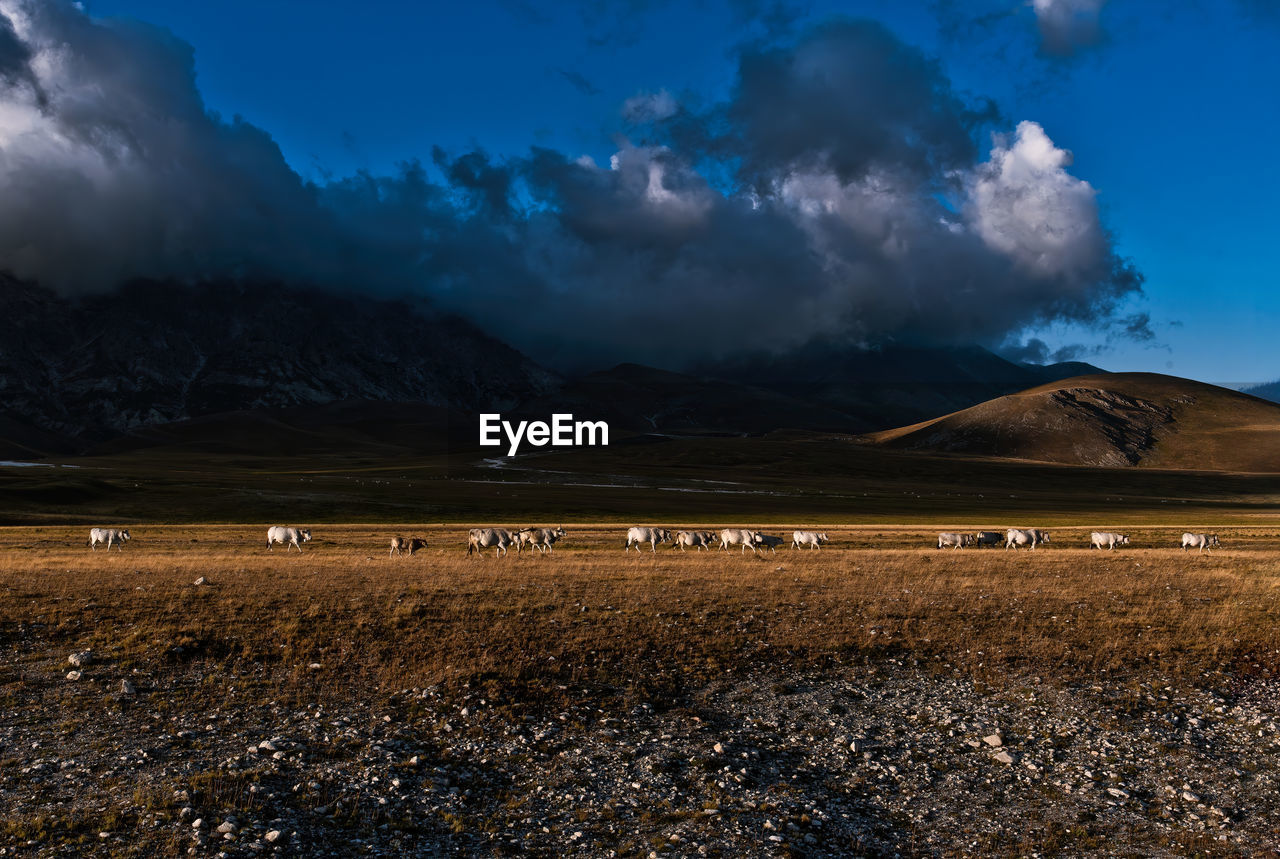 Row of cattle moving on a high plateau under a stormy sky
