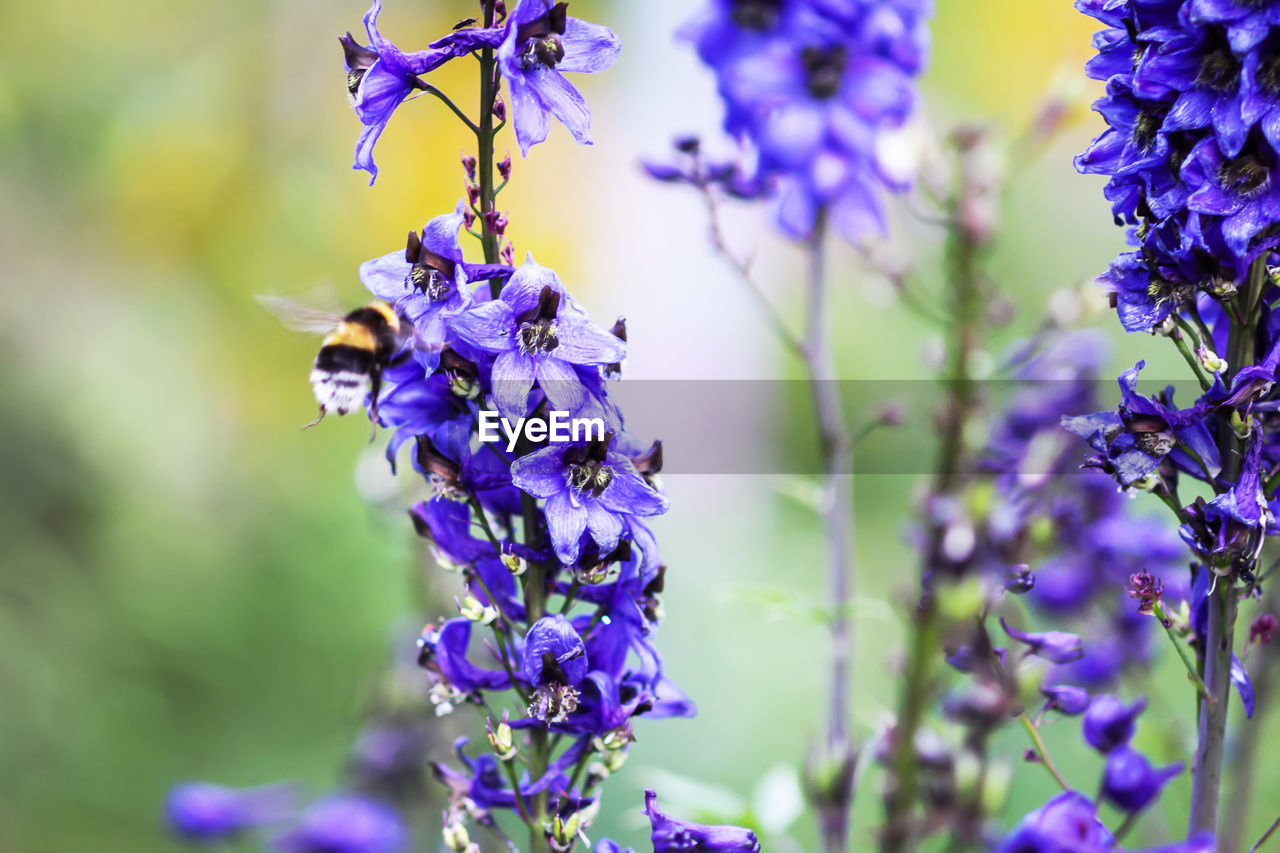 CLOSE-UP OF BUMBLEBEE ON LAVENDER