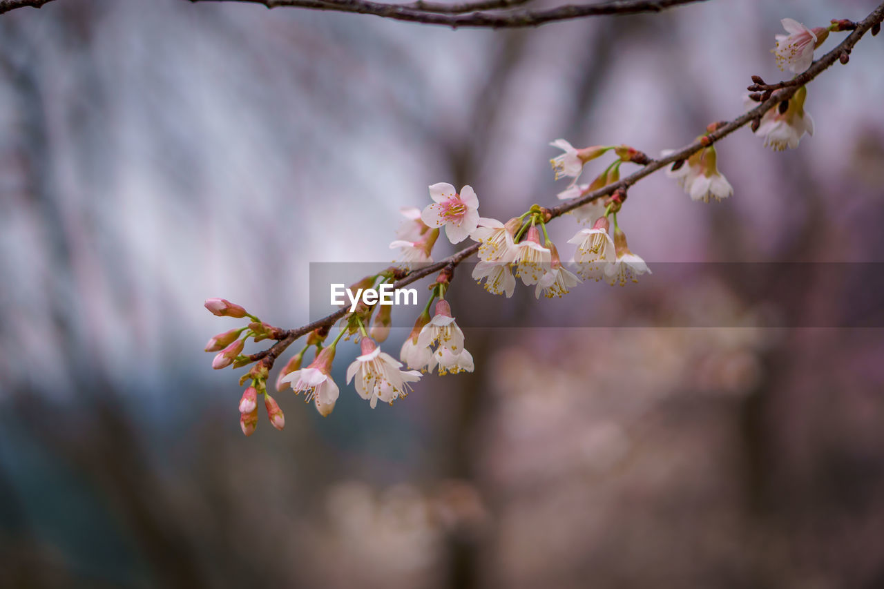 plant, tree, blossom, flower, beauty in nature, flowering plant, springtime, freshness, nature, branch, fragility, spring, growth, cherry blossom, close-up, outdoors, pink, macro photography, no people, focus on foreground, fruit, food and drink, selective focus, botany, environment, tranquility, twig, day, leaf, produce, food, almond, cherry tree, landscape, flower head, almond tree, plant part, fruit tree, inflorescence, defocused, agriculture, cherry, sky, petal