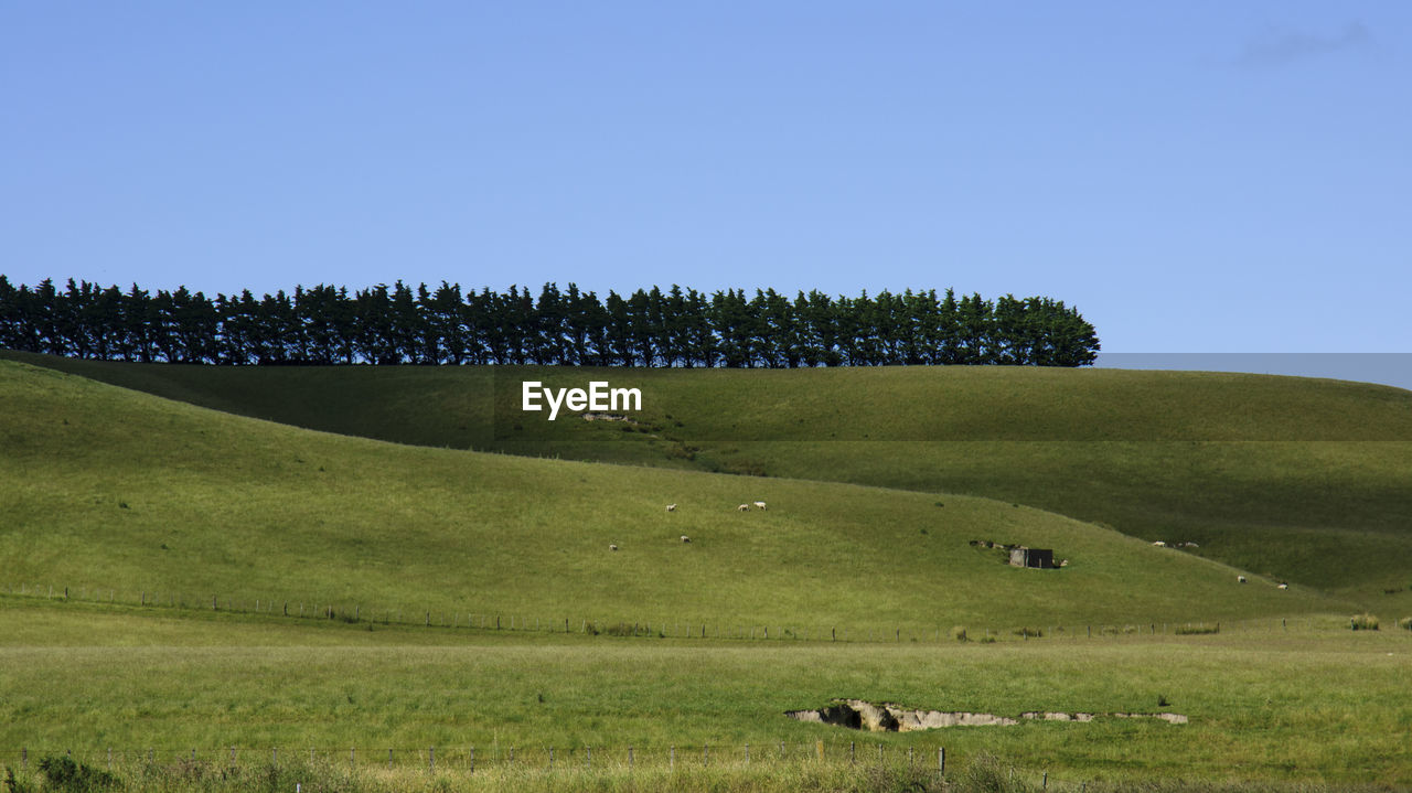 VIEW OF SHEEP ON GRASSY FIELD