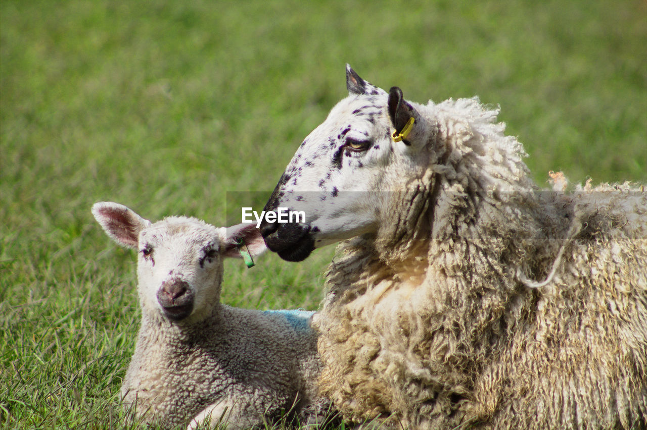 CLOSE-UP OF SHEEP ON GRASS