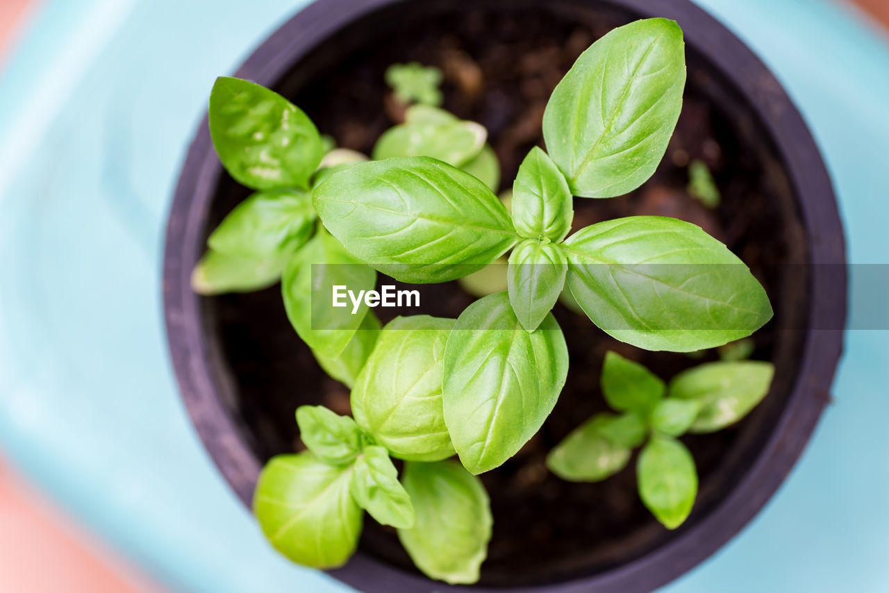 Close-up of fresh basil growing in pot