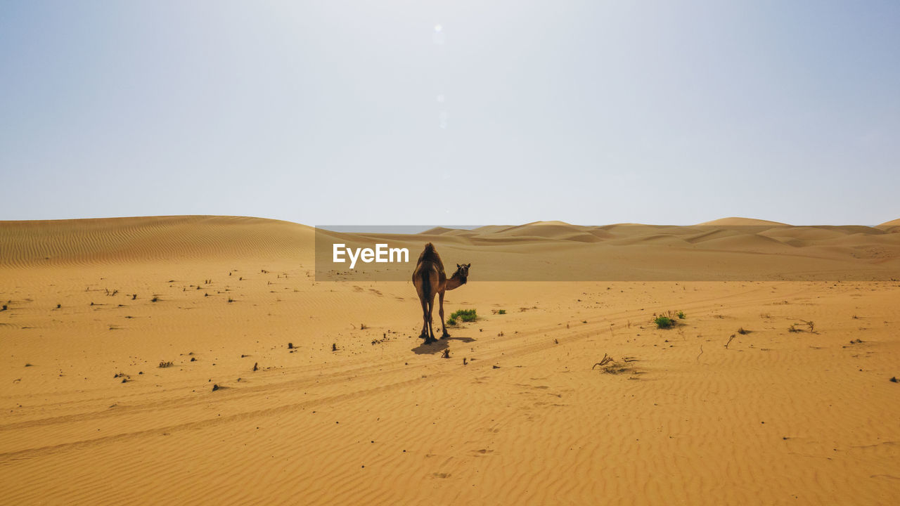 Camel walking on sandy desert against sky