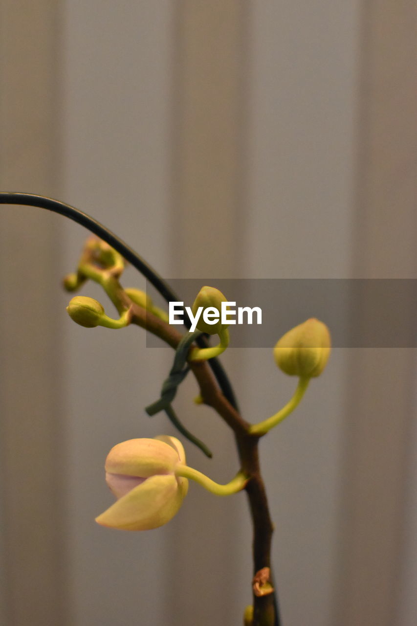 CLOSE-UP OF YELLOW FLOWERING PLANT DURING TWIG