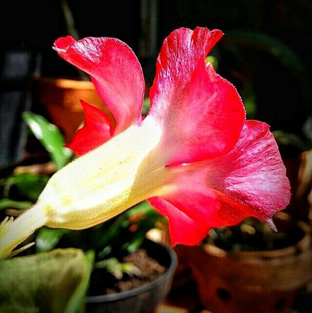 CLOSE-UP OF PINK FLOWER BLOOMING OUTDOORS