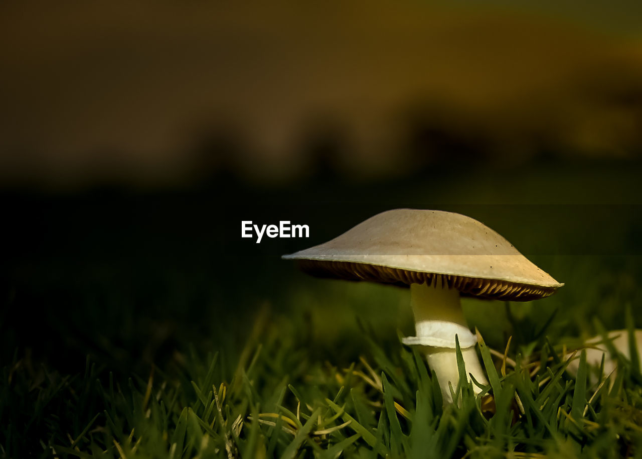 Surface level of mushroom