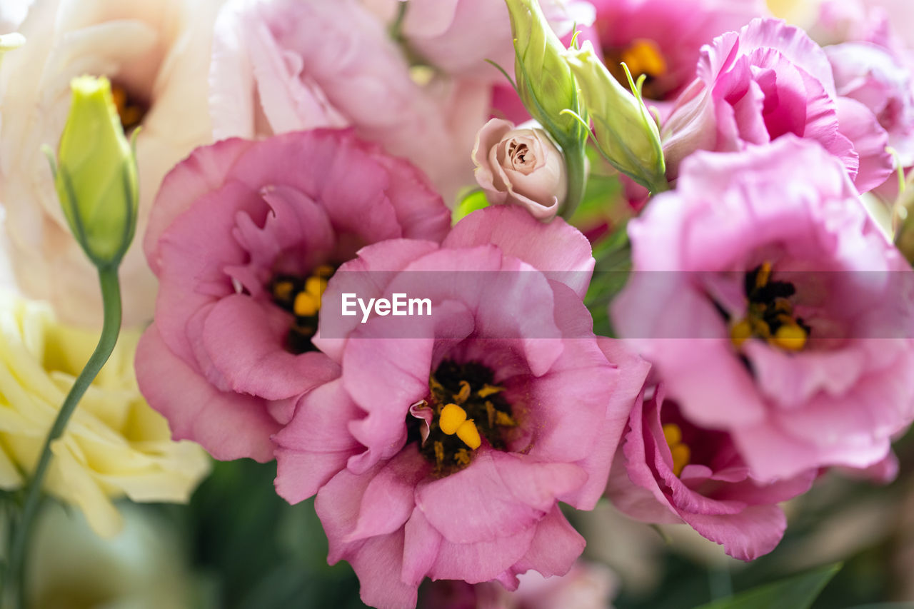 Summer floral blurry background. bouquet of beautiful eustoma. soft selective focus. for design