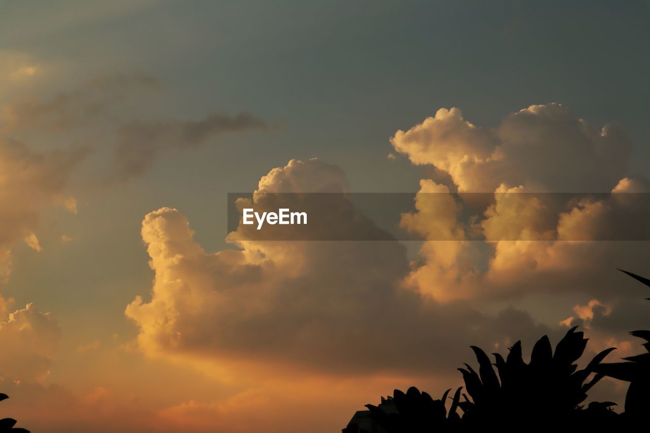 LOW ANGLE VIEW OF SILHOUETTE TREES AGAINST SKY