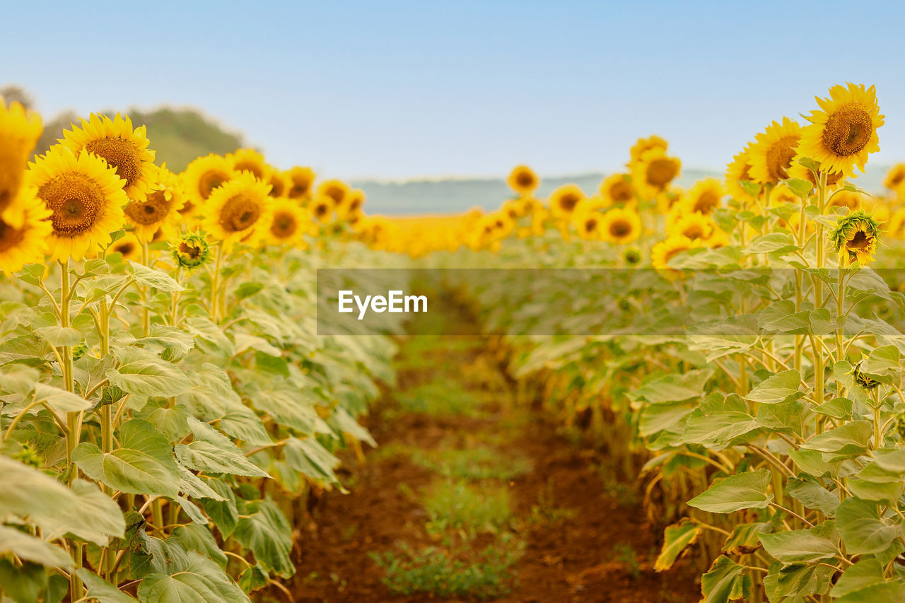 Panoramic view of field of golden yellow sunflowers on sunny summer day. concept of agriculture 