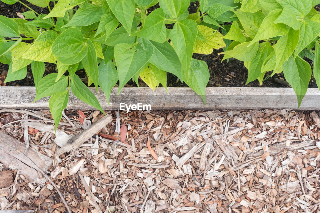 HIGH ANGLE VIEW OF LIZARD ON PLANT