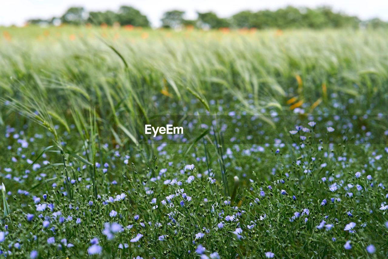 Scenic view of flowering plants on field