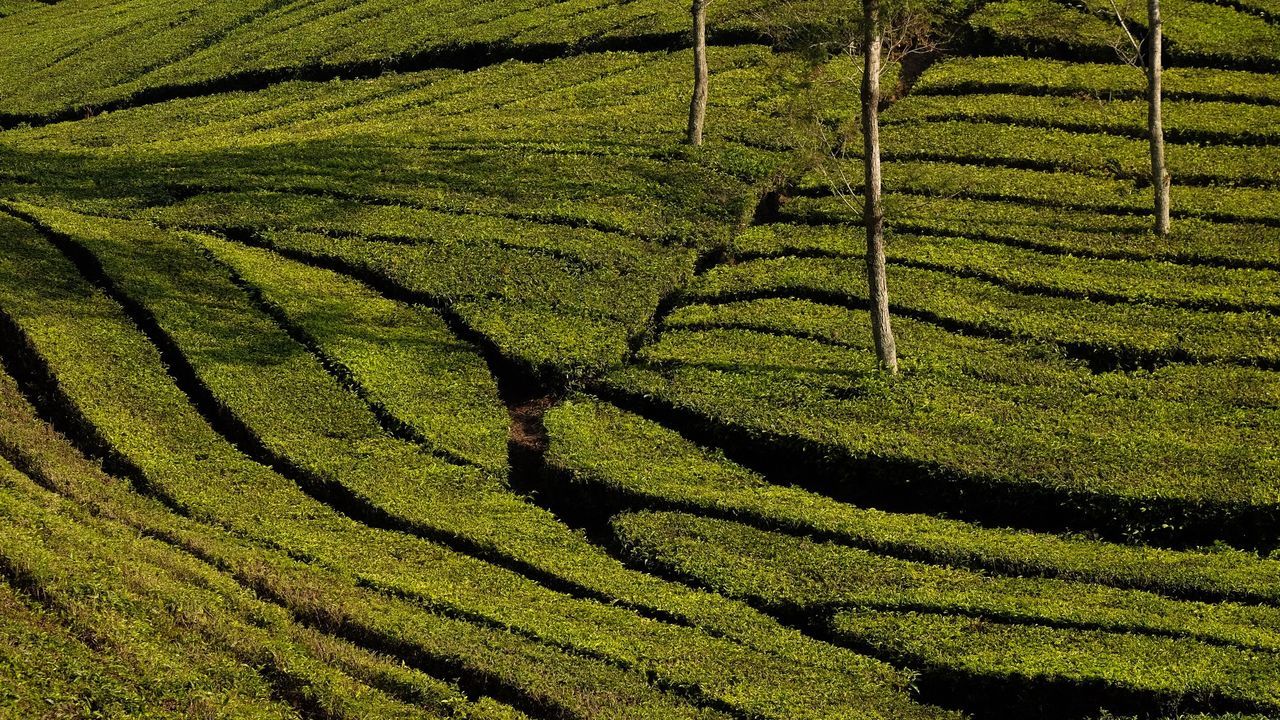 Full frame shot of tea plantation