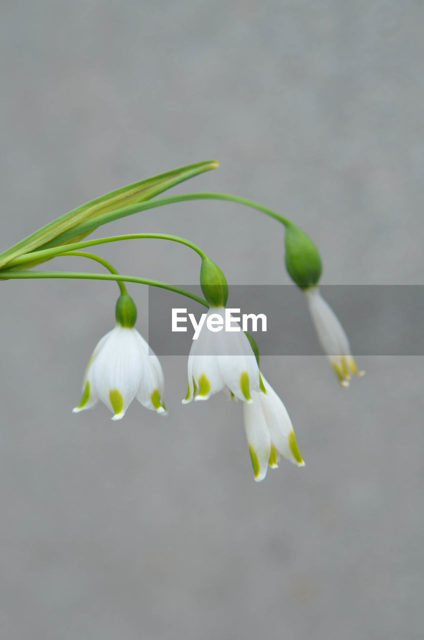 CLOSE-UP OF WHITE FLOWERS BLOOMING IN PLANT